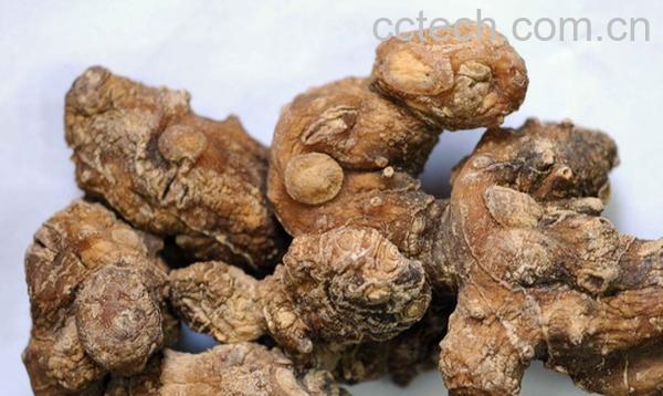 果蔬百科黄精-0