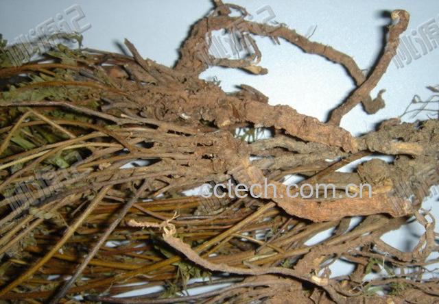 果蔬百科鸡骨草的功效-0