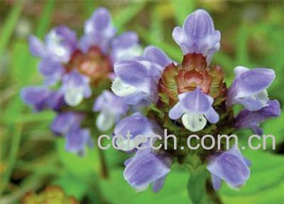 果蔬百科夏枯草的副作用-0