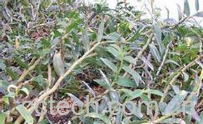 果蔬百科石斛-0