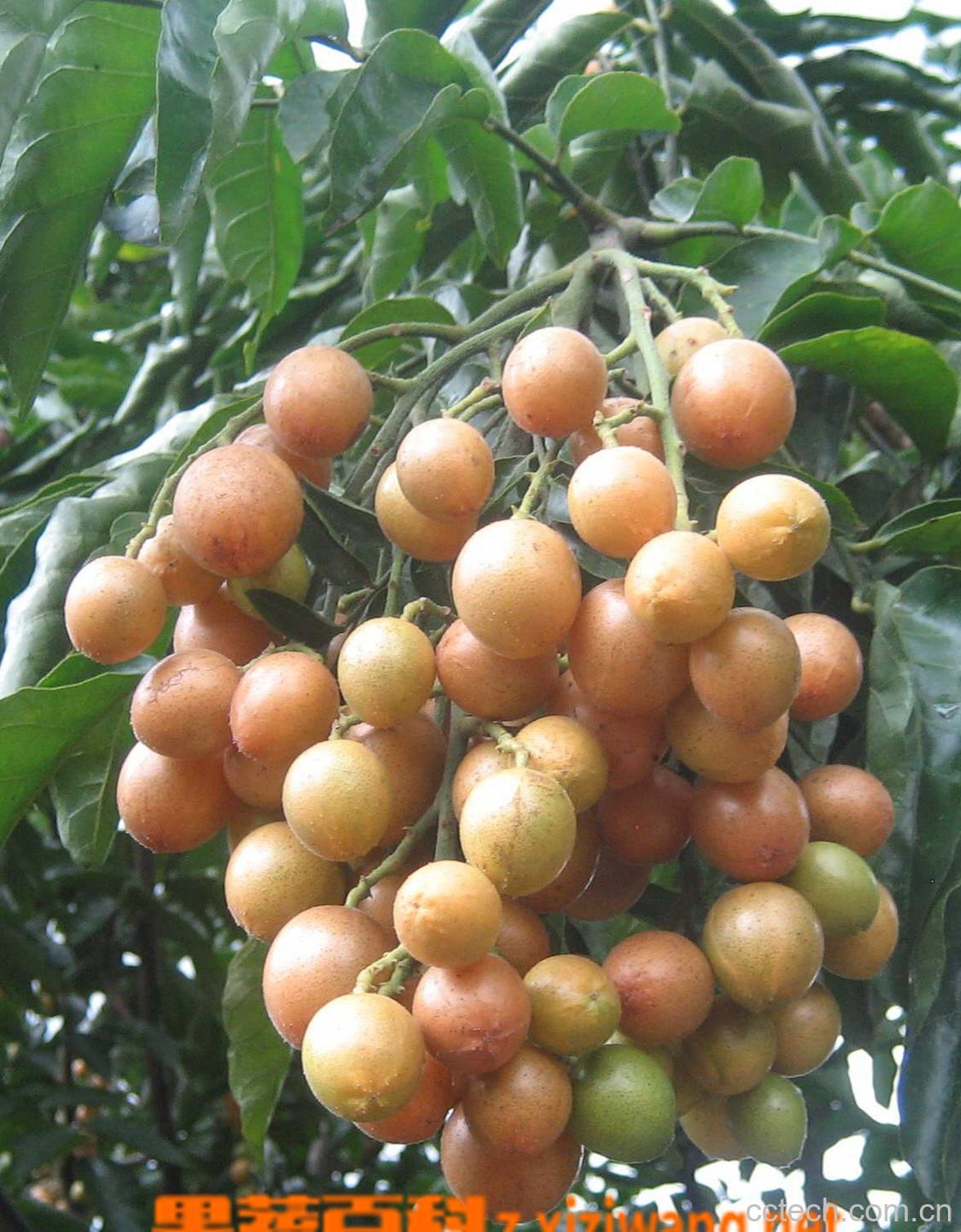 果蔬百科黄皮果-0