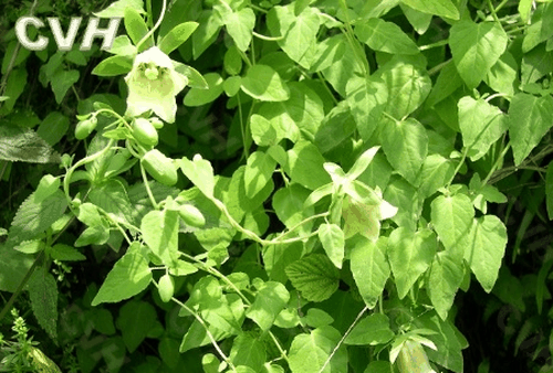 果蔬百科党参-0