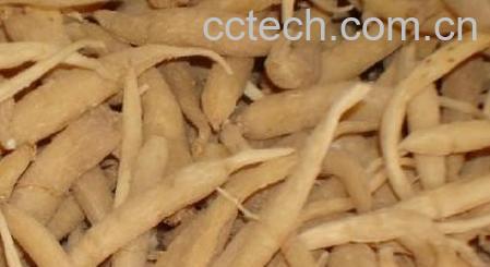 果蔬百科太子参的功效与作用-0