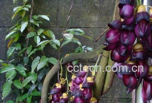 果蔬百科大血藤的作用-0