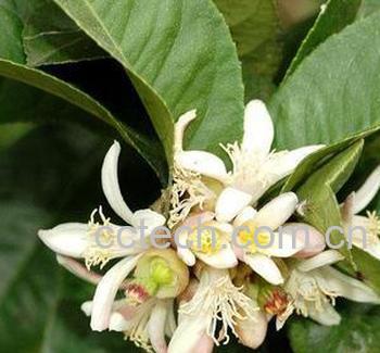 果蔬百科佛手柑的作用-0