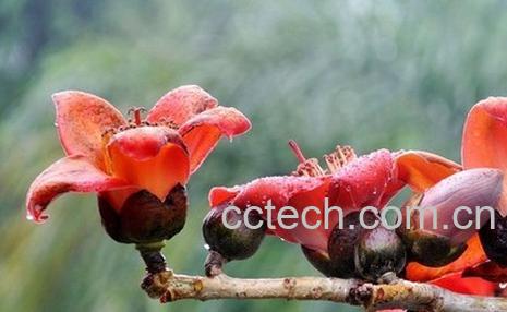 果蔬百科木棉花-0