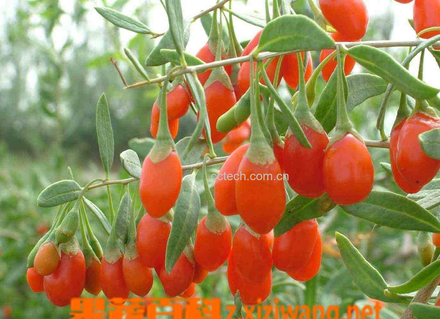 果蔬百科枸杞子-0