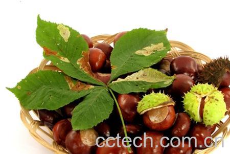 果蔬百科板栗-0