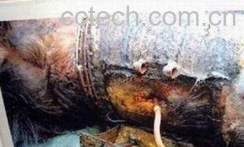 果蔬百科熊胆-0