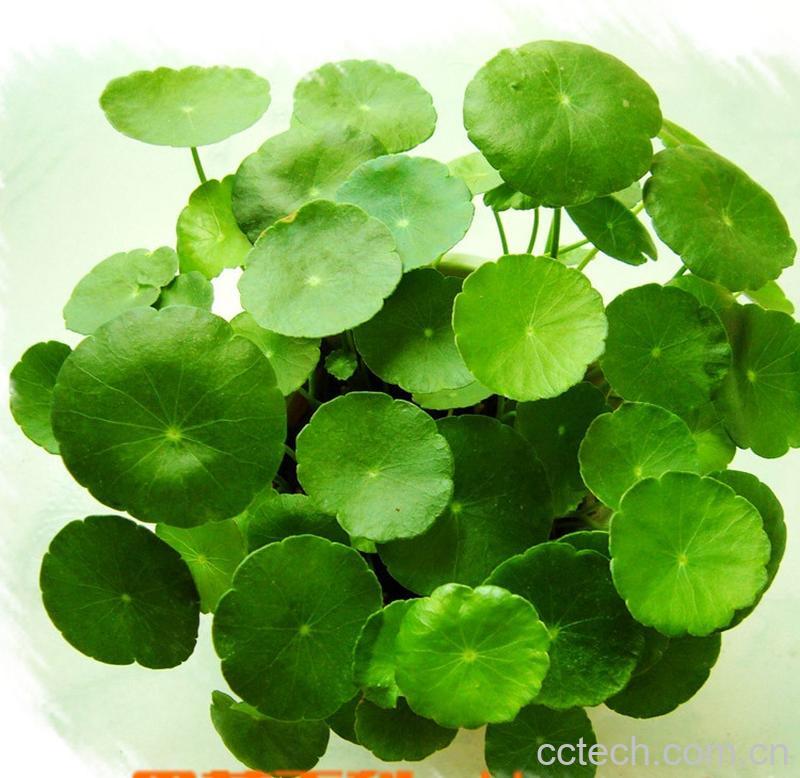 果蔬百科金钱草有什么功效-0