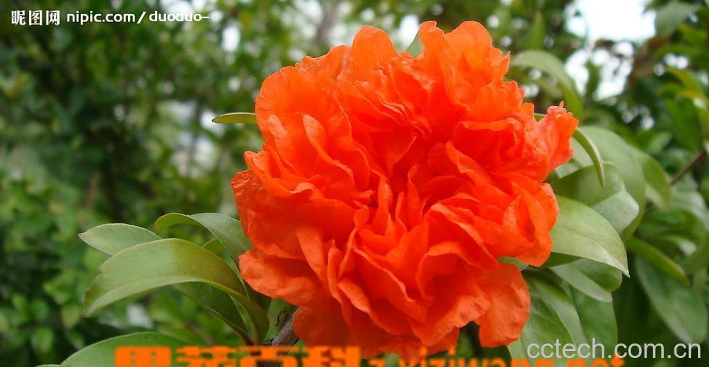 果蔬百科石榴花的功效-0