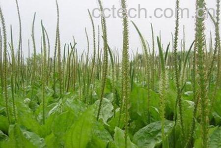 果蔬百科车前子的作用-0