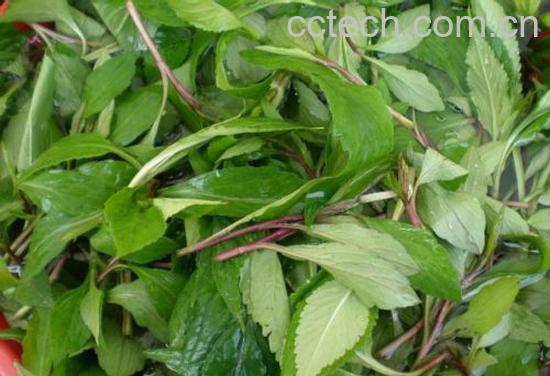 果蔬百科马齿苋的药效-0