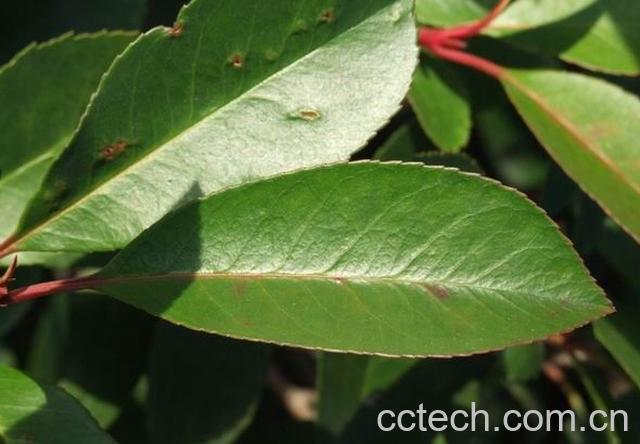 果蔬百科石楠叶-0