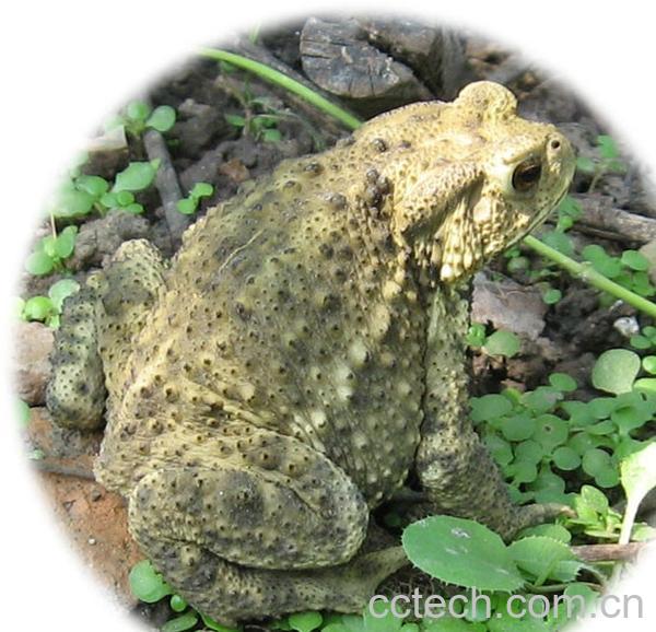 果蔬百科蟾蜍-0