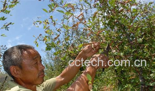 果蔬百科皂角刺的功效-0