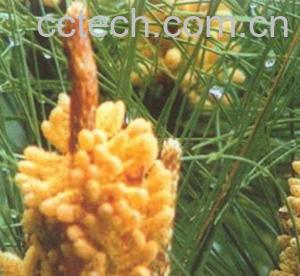 果蔬百科松花粉的作用-0