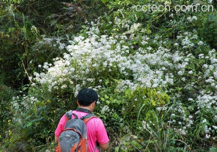 果蔬百科龙血竭的功效与作用-0