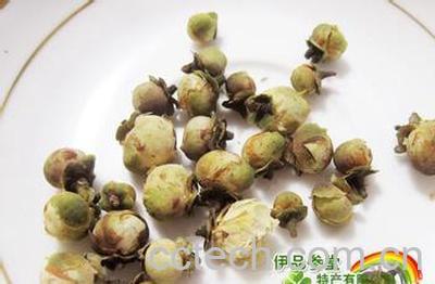 果蔬百科雪莲花的功效-0