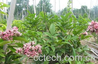 果蔬百科鸡血藤的功效-0