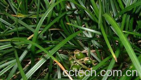 果蔬百科天冬的功效与作用-0