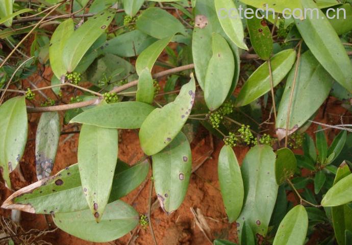 果蔬百科土茯苓的功效-0