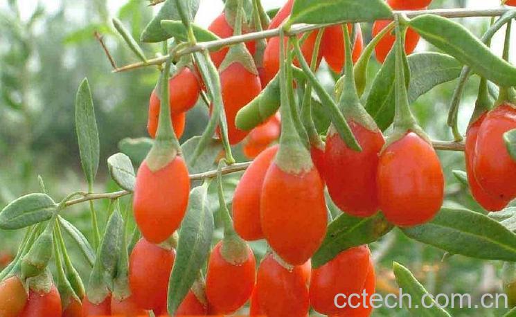 果蔬百科枸杞的功能-0