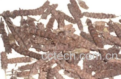 果蔬百科夏枯草的功效-0