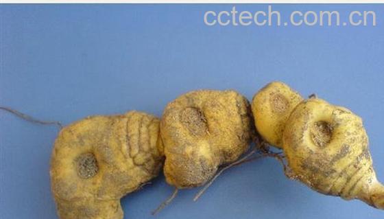 果蔬百科黄精的功效-0