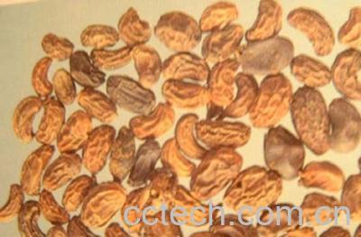 果蔬百科女贞子-0