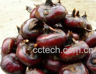 果蔬百科荸荠的功效-0