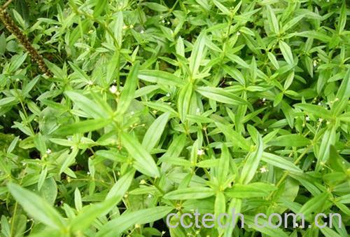 果蔬百科白花蛇舌草的功效-0