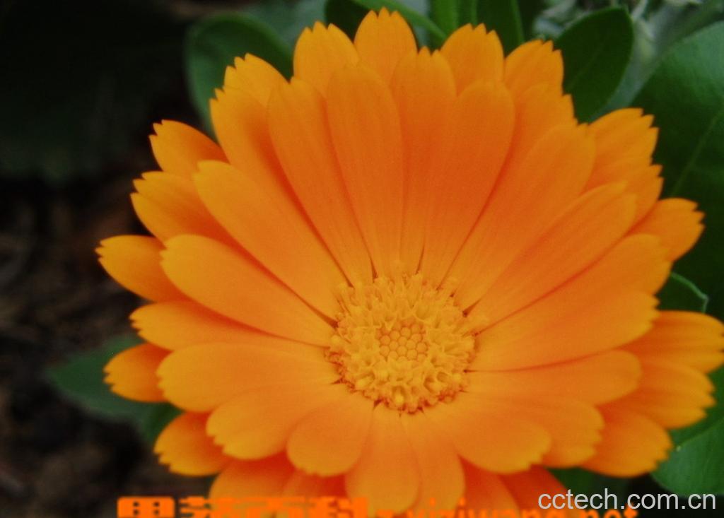 果蔬百科金盏草-0