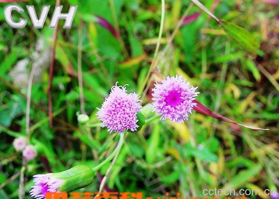 果蔬百科羊蹄草-0