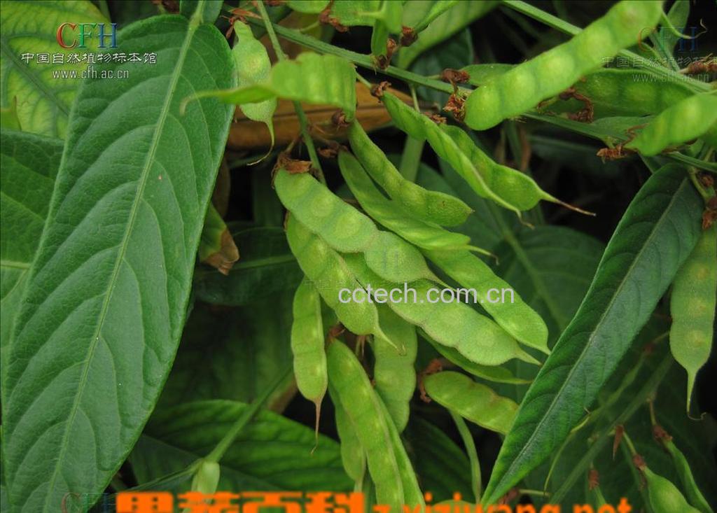 果蔬百科葫芦茶-0