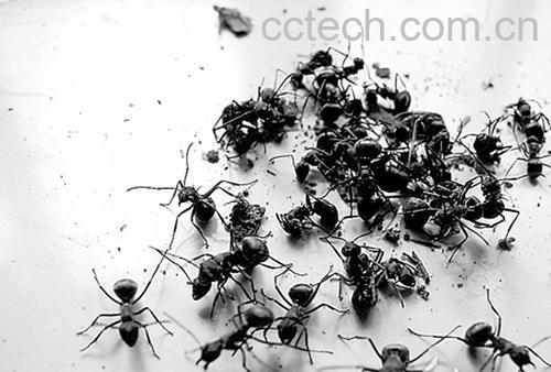 果蔬百科黑蚂蚁的功效-0