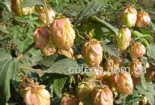 果蔬百科野酒花的功效-0