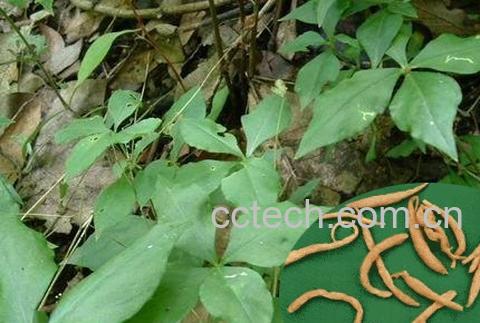 果蔬百科四叶参-0