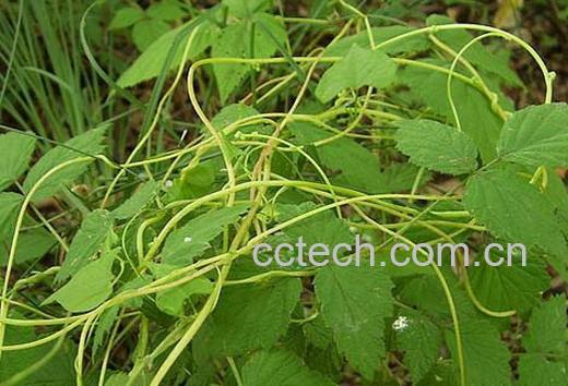 果蔬百科菟丝子的作用与功效-0
