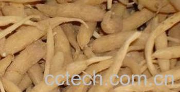 果蔬百科太子参-0