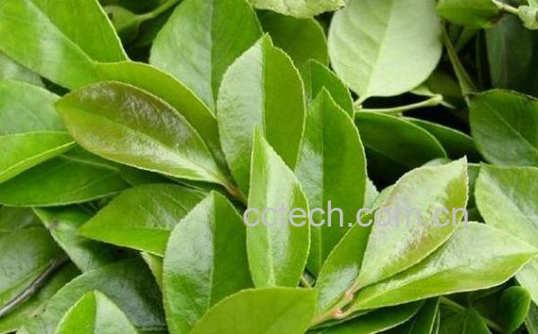 果蔬百科南烛叶-0