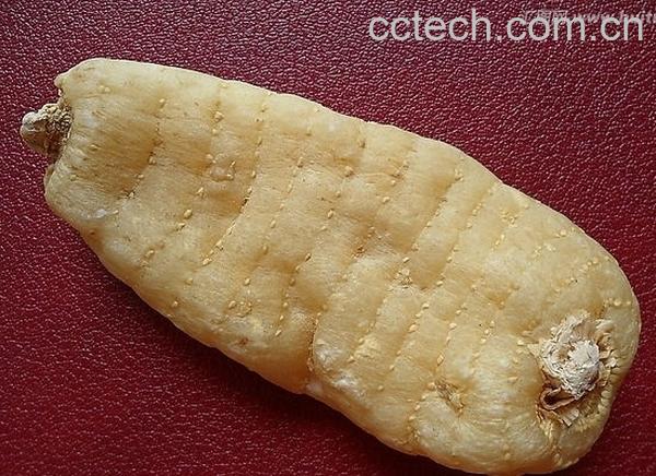 果蔬百科天麻的功效-0