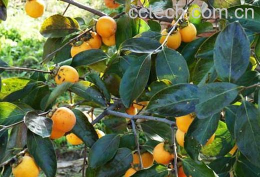 果蔬百科柿蒂的功效与作用-0