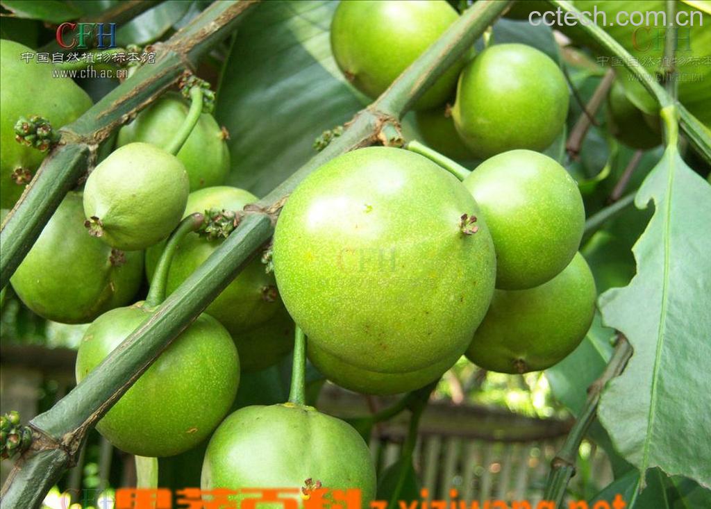 果蔬百科藤黄-0