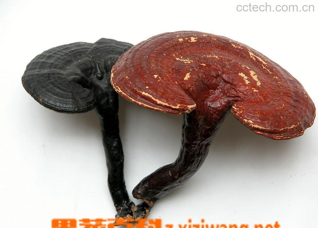 果蔬百科灵芝的副作用-0