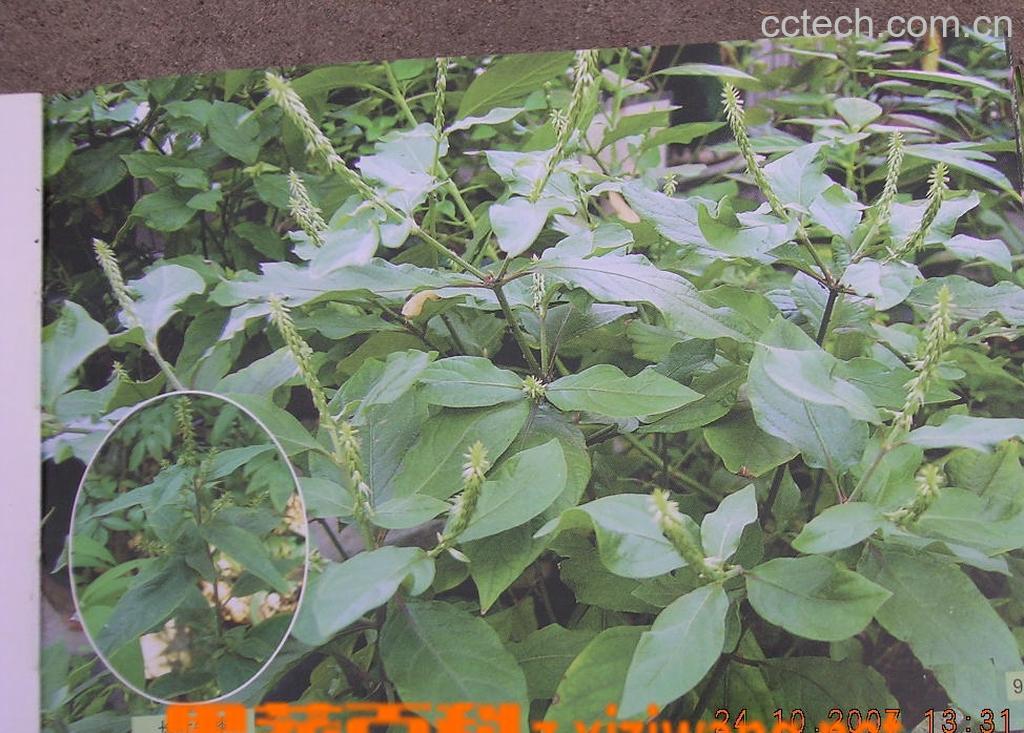 果蔬百科倒扣草-0