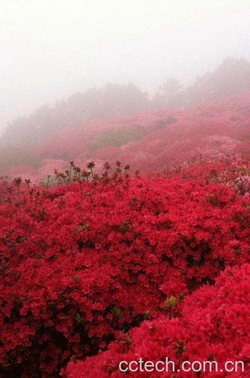 果蔬百科满山红-0