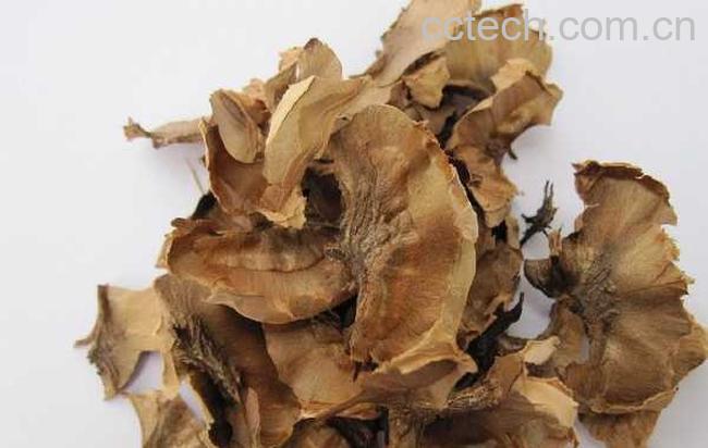 果蔬百科分心木的功效与作用-0