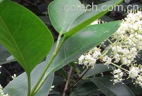 果蔬百科女贞子的副作用-0