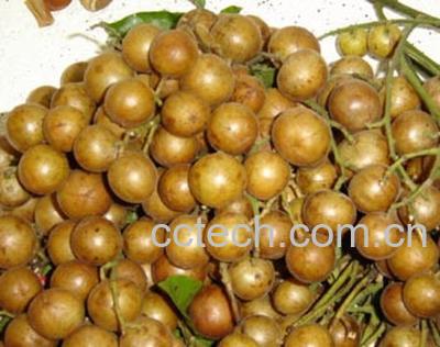 果蔬百科黄皮的功效-0